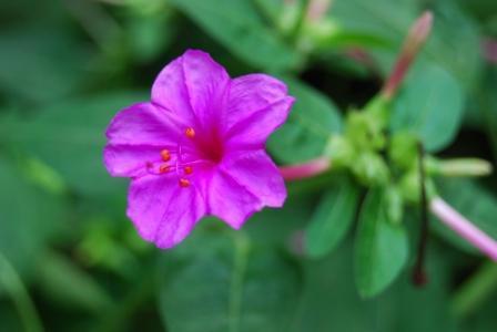 办公室防小人植物