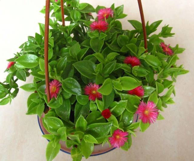 吊兰的养殖方法