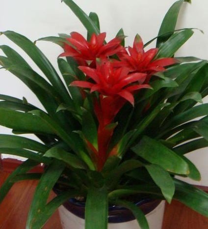 鸿运当头的养殖方法